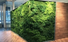 “Small Forest” that can Tackle Filthy Air