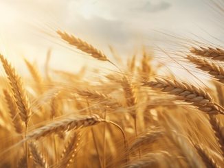 The Plight of Punjab’s Farmers amid Crashing Wheat Prices