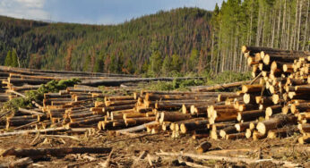 Combating Deforestation for Climate Change Mitigation